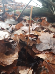 Macrotyphula fistulosa