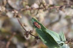 Spilostethus furcula