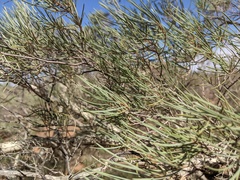 Melaleuca glomerata