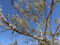 Melaleuca glomerata