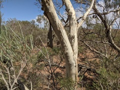 Melaleuca glomerata