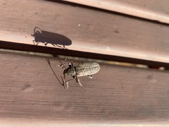 Trichoferus holosericeus