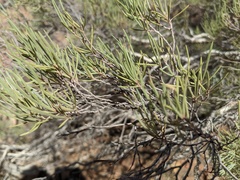 Melaleuca glomerata