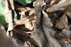 Spilostethus furcula