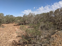 Melaleuca glomerata