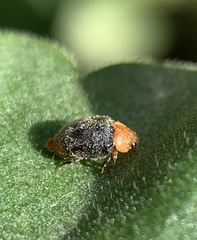 Cryptolaemus montrouzieri