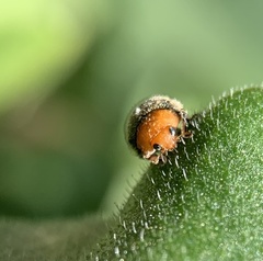 Cryptolaemus montrouzieri