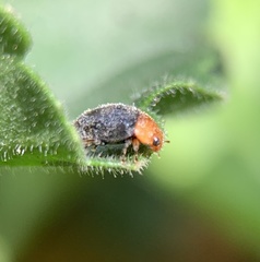 Cryptolaemus montrouzieri