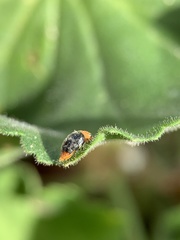 Cryptolaemus montrouzieri