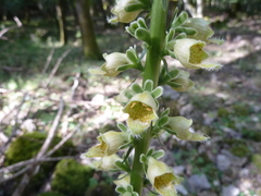 Digitalis ferruginea