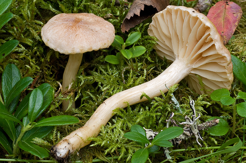 Hygrophorus subsect. Discolores