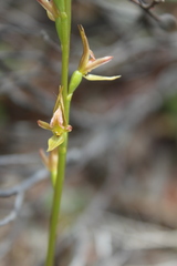 Prasophyllum maccannii