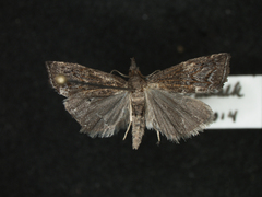 Neodactria caliginosellus