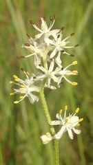 Triantha racemosa