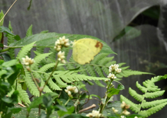 Eurema blanda