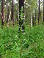 Artemisia integrifolia