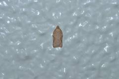 Acleris affinatana
