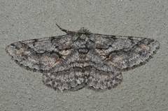 Megabiston plumosaria