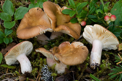 Russula taigarum