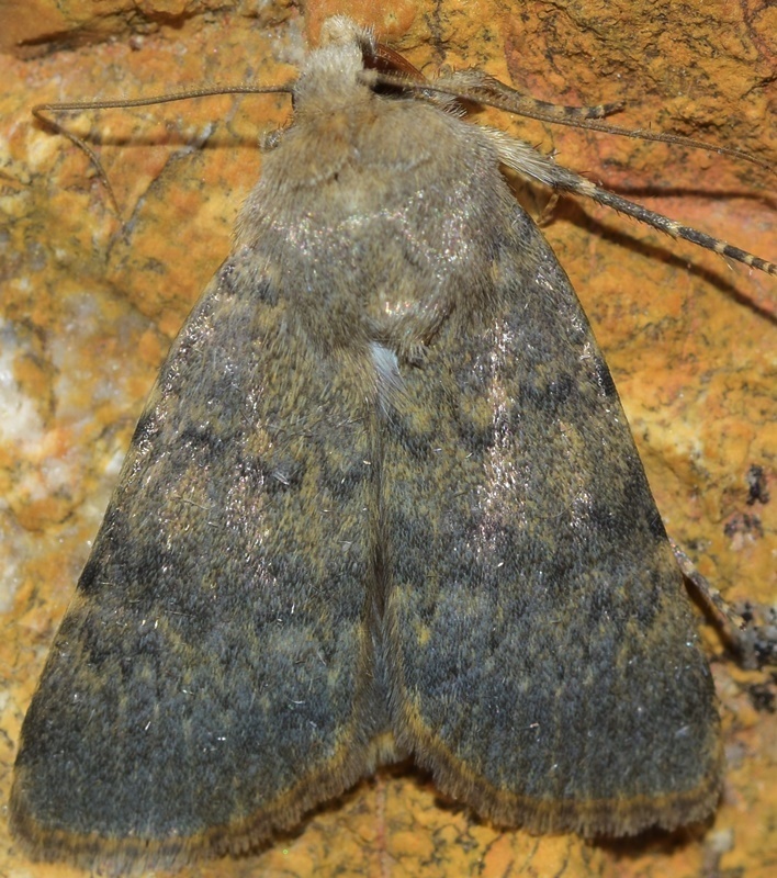 Standfussiana dalmata