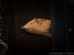 Meritastis ursina