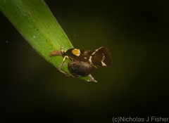 Epithymema helias