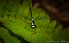 Austroargiolestes amabilis