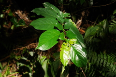 Rhamnus formosana