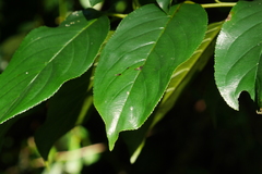 Rhamnus formosana