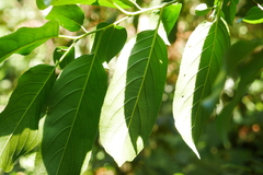 Rhamnus formosana