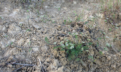 Torilis leptophylla