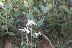 Olearia grandiflora