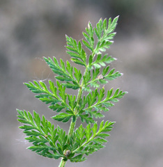 Torilis leptophylla