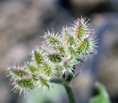 Torilis leptophylla