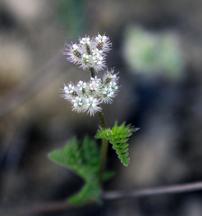 Torilis leptophylla