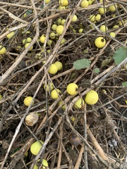 Solanum myriacanthum