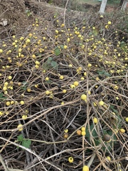 Solanum myriacanthum