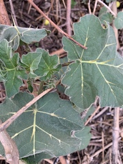 Solanum myriacanthum