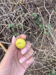 Solanum myriacanthum