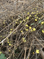 Solanum myriacanthum