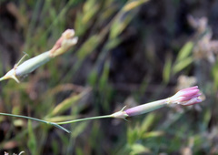 Dianthus schemachensis