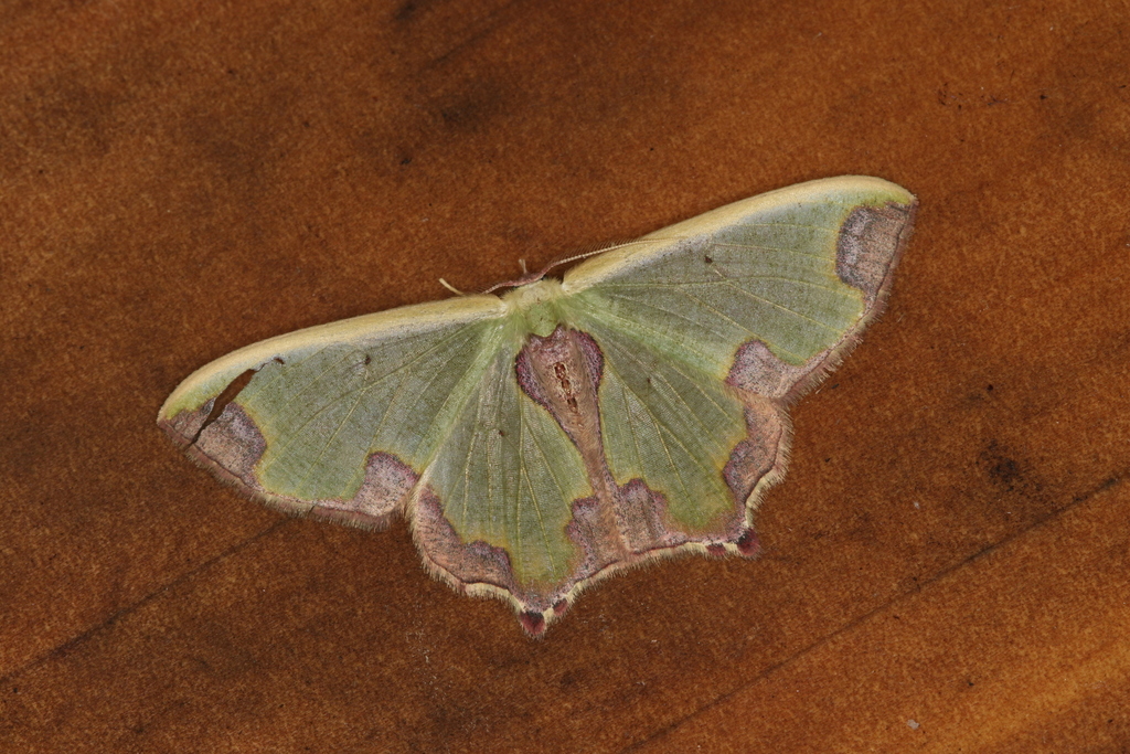 Oospila asmura