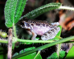 Pulchrana baramica