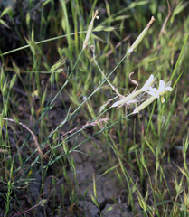 Dianthus schemachensis