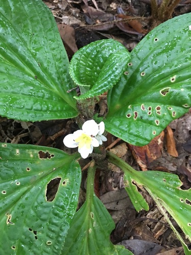 Pentaphragma grandiflorum observed 2019-09-01