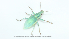 Chlorophanus sibiricus