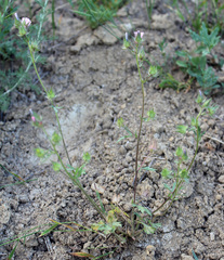 Malvalthaea transcaucasica