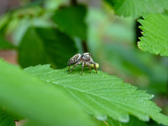 Macaroeris nidicolens