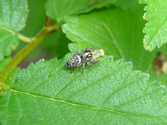 Macaroeris nidicolens