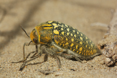 Julodis variolaris